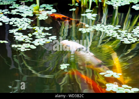 Fisch oder japanischen Koi Karpfen in schwimmt unter Aqua Oberfläche und Wasser Kopfsalat Stockfoto