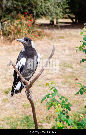 Australische Magpie, Gymnorhina tibicen, thront auf einem toten Baum. Stockfoto