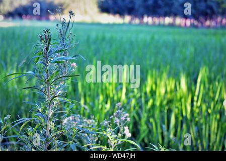 Bäumen und Garten Stockfoto