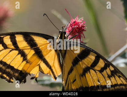 Nahaufnahme eines Schwalbenschwanz Schmetterling mit seiner Zunge in ein warmes Rosa Blume erweitert. Stockfoto