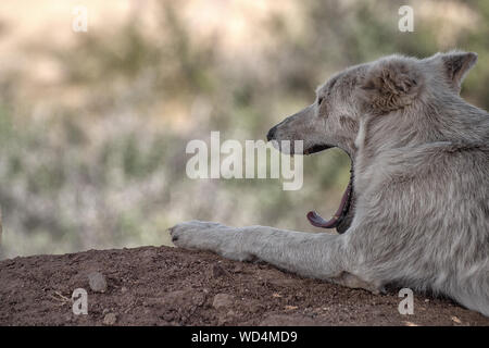 Arctic Wolf. Teil des Bildes und zur Festlegung auf dem Boden und Gähnen. Nach links. Stockfoto