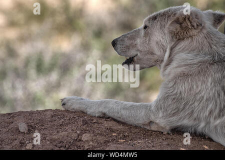 Arctic Wolf. Teil des Bildes und zur Festlegung auf Boden mit Mund leicht geöffnet. Nach links. Stockfoto