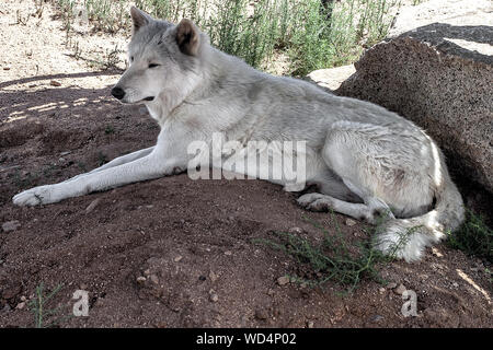 Arctic Wolf. Vollbild und auf dem Boden nach links und etwas beobachten. Stockfoto