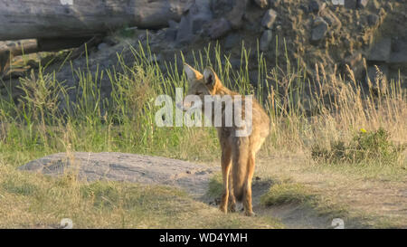 Coyote im lamar Valley von Yellowstone Stockfoto