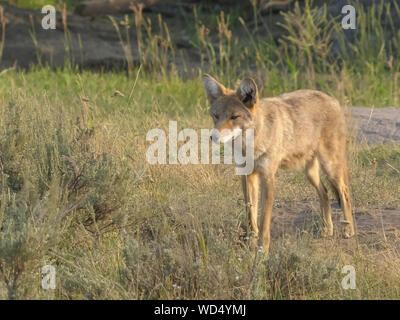 Geschossen von einem Kojoten im Yellowstone NP Stockfoto