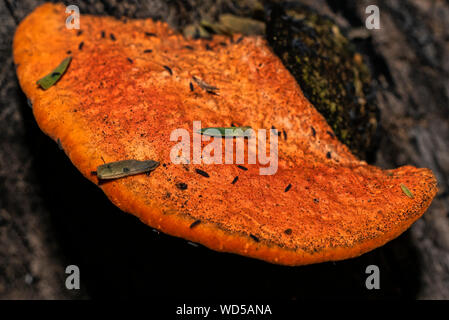 Pycnoporellus fulgens, eine orange Halterung Pilz wachsen auf Birke in Argentinien. Pycnoporus cinnabarinus Stockfoto