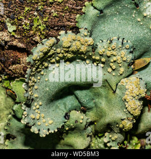 Flechten sind symbiotische Pilze und Algen. Sie sind in der Lage, sauber und oft auf den Felsen wachsen auf den Felsen und Steinen schöne Muster Flechten auf ein Stockfoto