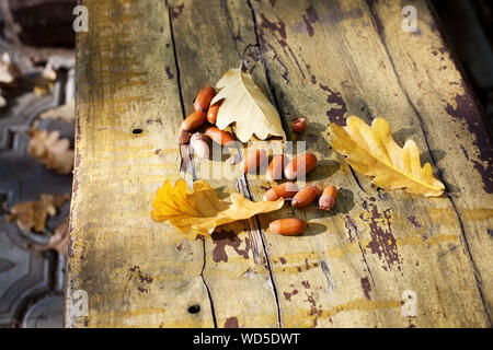 Drei gefallenen gelb Eiche Blättern und roten Eicheln auf alten Holzplatte Hintergrund Nahaufnahme, Goldener Herbst Laub auf der Bank im Park, Herbst Stockfoto