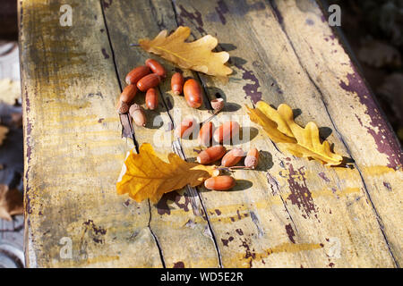 Drei gefallenen gelb Eiche Blättern und roten Eicheln auf alten Holzplatte Hintergrund Nahaufnahme, Goldener Herbst Laub auf der Bank im Park, Herbst Stockfoto
