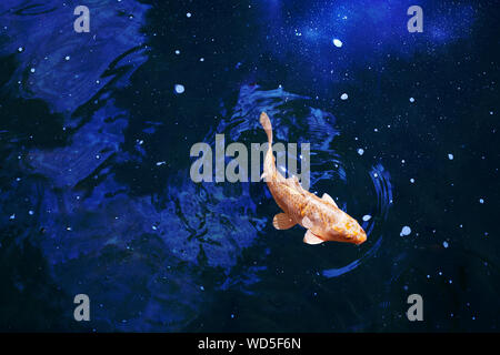 Goldfisch in dunkel blau leuchtende Wasser, rote und gelbe japanischen koi Karpfen schwimmt im Teich Nahaufnahme, abstrakte goldener Fisch Konstellation, Astrologie Symbol Stockfoto