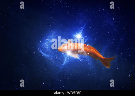Goldfisch in dunkel blau leuchtende Wasser, rote und gelbe japanischen koi Karpfen schwimmt im Teich Nahaufnahme, abstrakte goldener Fisch Konstellation, Astrologie Symbol Stockfoto