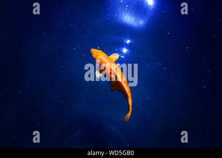 Goldfisch in dunkel blau leuchtende Wasser, rote und gelbe japanischen koi Karpfen schwimmt im Teich Nahaufnahme, abstrakte goldener Fisch Konstellation, Astrologie Symbol Stockfoto