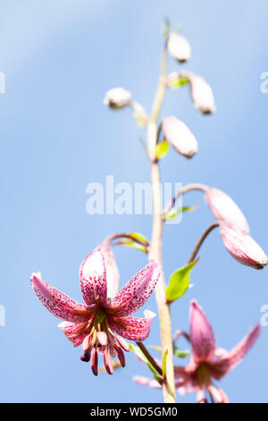 Der Türke cap Lilie oder Martagon - Lillium Martagon -, Somport, Huesca, Spanien Stockfoto