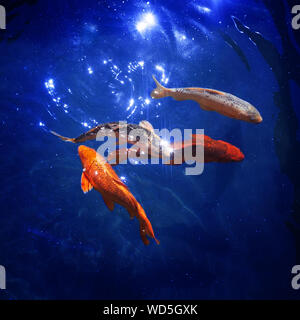 Bunten japanischen koi Karpfen im Teich schwimmen, goldfische Tauchen in Blau schimmerndes Wasser, schönen tropischen Goldene Fische im Meer unter Nacht moonligh Stockfoto
