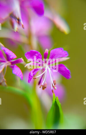Lila Blumen auf der Wiese. Hintergrund. Makro Foto. Stockfoto