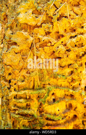 Ein ameisenhaufen in einem morschen Baumstamm. Makro Foto. Hintergrund. Stockfoto