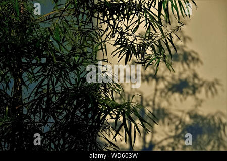 Bambusblätter und Schatten an der Wand im Weichzeichner und abends Licht als abstrakte Natur Hintergrund Stockfoto