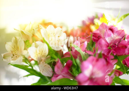 Rot, rosa und weißen Lilie Blumen auf unscharf Sonnenstrahlen Hintergrund closeup, Soft Focus Blumenarrangement im hellen Morgen goldene Sonne Licht Stockfoto