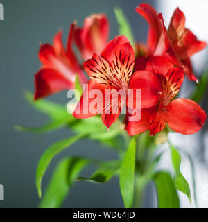 Red alstroemeria Blumen mit grünen Blättern auf grauem Hintergrund in der Sonne Licht, hell rosa Lilie Blumenstrauß für dekorative holiday Poster Stockfoto