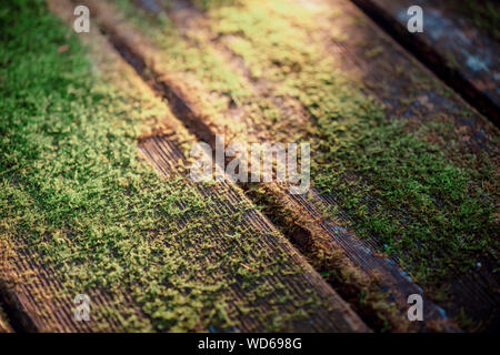 Holztisch mit Moos im Sonnenlicht. Natürliche Textur. Stockfoto