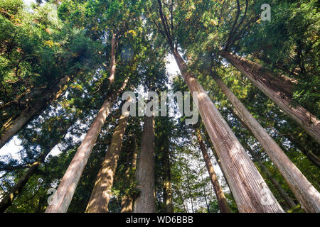 Großen Pinienwald im Herbst, Nikko, Japan Stockfoto