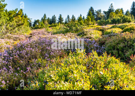 Feld von Heidekraut und Heidelbeeren, am Morgen in Mont Pilat, Frankreich genommen Stockfoto