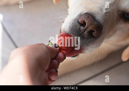 Weißer Labrador Retriever Hund essen eine Erdbeere Obst aus eigner Hand/konzeptionellen Bild des Vertrauens und der Freundschaft zwischen Hund und Mensch Stockfoto