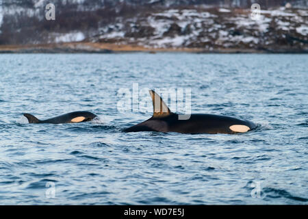 Killer Wale, Orcas, Orcinus Orca, Skjervoy, Norwegen, Atlantik Stockfoto