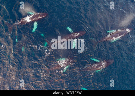 Luftaufnahme der Buckelwale, Megaptera novaeangliae, Kvaloyvagen, Norwegen, Atlantik Stockfoto