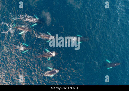 Luftaufnahme der Buckelwale, Megaptera novaeangliae, Kvaloyvagen, Norwegen, Atlantik Stockfoto