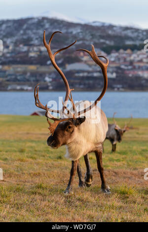 Rentier Rangifer tarandus, Tromso, Norwegen Stockfoto