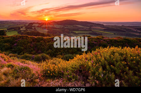 Pilsdon, Bridport, Dorset, Großbritannien. August 2019. UK Wetter: Glorreicher Sonnenaufgang über der Landschaft von West Dorset. Der Himmel leuchtet orange über der schönen Landschaft des Marshwood Vale. Kredit: PQ/Alamy Live News. Stockfoto