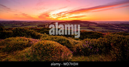 Pilsdon, Bridport, Dorset, Großbritannien. August 2019. UK Wetter: Glorreicher Sonnenaufgang über der Landschaft von West Dorset. Der Himmel leuchtet orange über der schönen Landschaft des Marshwood Vale. Kredit: PQ/Alamy Live News. Stockfoto