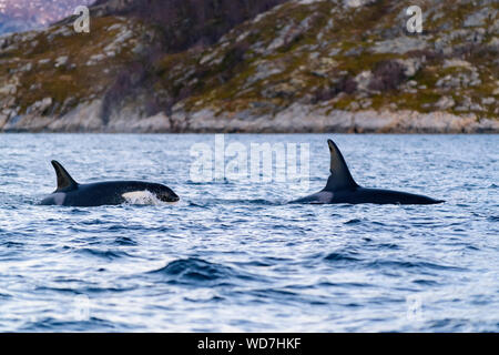 Schwertwal, Orca, Orcinus Orca, Skjervoy, Norwegen, Atlantik Stockfoto