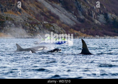 Wal wtching Boot mit Killer Wale, Orcas, Orcinus Orca, Skjervoy, Norwegen, Atlantik Stockfoto