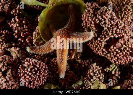 Gemeinsame Seesterne, Asterias Rubens, Kvaloyvagen, Norwegen, Atlantik Stockfoto