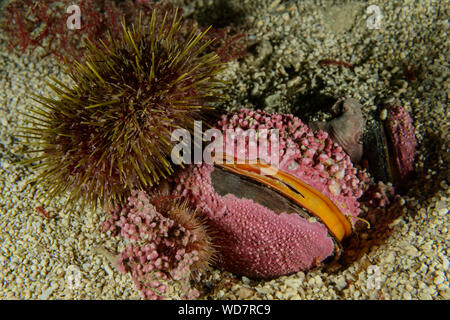 Grün Seeigel mit Kalkalgen oder rote Algen, Psammechinus miliaris, Mytilus edulis, Kalkalgen, Kvaloyvagen, Norwegen, Atlantik Stockfoto