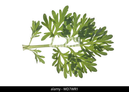 Wermut, Gemeiner Wermut, Echter Wermut, Echt-Wermut, Absinth, Wermutkraut, absinthium Artemisia Absinthium, Wermut, Absinth, Absinth, Wermut, Co Stockfoto