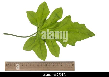 , Rotfrüchtige Zaunrübe Zaunrübe, Rot-Zaunrübe, Zweihäusige Zaunrübe, Zaunrübe Rotbeerige, Rote Zaunrübe, Bryonia dioica, Bryonia cretica Subsp dioica Stockfoto