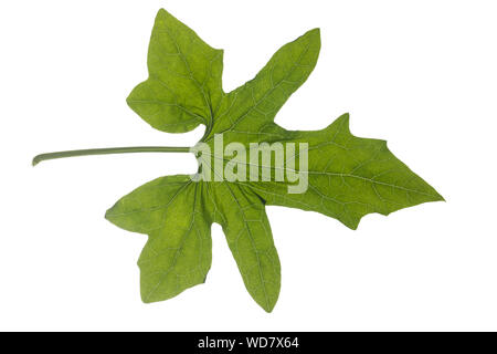 , Rotfrüchtige Zaunrübe Zaunrübe, Rot-Zaunrübe, Zweihäusige Zaunrübe, Zaunrübe Rotbeerige, Rote Zaunrübe, Bryonia dioica, Bryonia cretica Subsp dioica Stockfoto