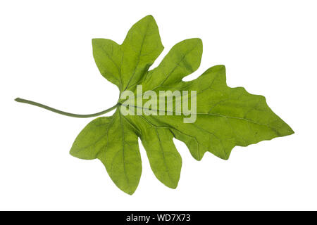 , Rotfrüchtige Zaunrübe Zaunrübe, Rot-Zaunrübe, Zweihäusige Zaunrübe, Zaunrübe Rotbeerige, Rote Zaunrübe, Bryonia dioica, Bryonia cretica Subsp dioica Stockfoto