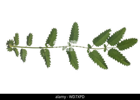 Großer Wiesenknopf, Groß-, Wiesenknopf Sanguisorba officinalis, Sanguisorba major, Sanguisorba Maior, Pimpinelle, la Grande pimprenelle, La sanguisor Stockfoto