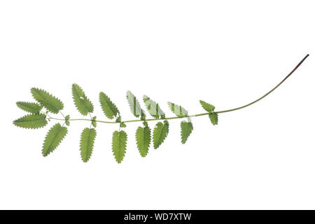 Großer Wiesenknopf, Groß-, Wiesenknopf Sanguisorba officinalis, Sanguisorba major, Sanguisorba Maior, Pimpinelle, la Grande pimprenelle, La sanguisor Stockfoto