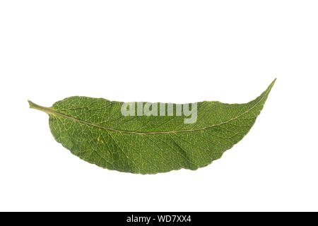 Gewöhnlicher Gilbweiderich, Gilb-Weiderich, Felberich, Weiderich, Lysimachia vulgaris, Garten Felberich, gelb Felberich, Garten gelb loosestri Stockfoto