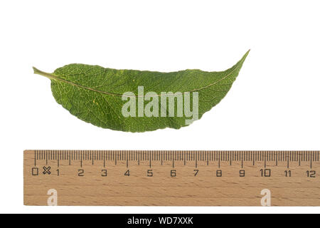 Gewöhnlicher Gilbweiderich, Gilb-Weiderich, Felberich, Weiderich, Lysimachia vulgaris, Garten Felberich, gelb Felberich, Garten gelb loosestri Stockfoto