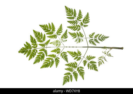 Gefleckter Schierling, Bangenkraut, Blutschierling, Dollkraut, Erdschierling, Fleckenschierling, Mäuseschierling, Conium maculatum, Poison Hemlock, Er Stockfoto