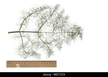 Fenchel, Foeniculum vulgare, Foeniculum officinale, Fenchel, Le fenouil, le fenouil Commun. Blatt, Blätter, Blatt, Blätter Stockfoto