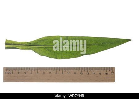 Beinwell, Echter Beinwell, Gewöhnlicher Beinwell, Arznei-Beinwell, Beinwurz, Wilder Komfrey, Symphytum officinale, gemeinsame Beinwell, echte Beinwell, Komf Stockfoto