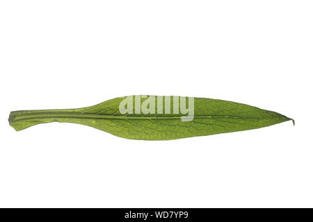 Beinwell, Echter Beinwell, Gewöhnlicher Beinwell, Arznei-Beinwell, Beinwurz, Wilder Komfrey, Symphytum officinale, gemeinsame Beinwell, echte Beinwell, Komf Stockfoto