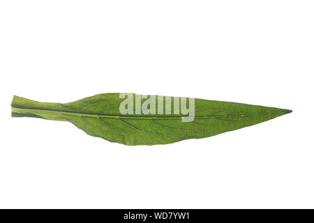 Beinwell, Echter Beinwell, Gewöhnlicher Beinwell, Arznei-Beinwell, Beinwurz, Wilder Komfrey, Symphytum officinale, gemeinsame Beinwell, echte Beinwell, Komf Stockfoto